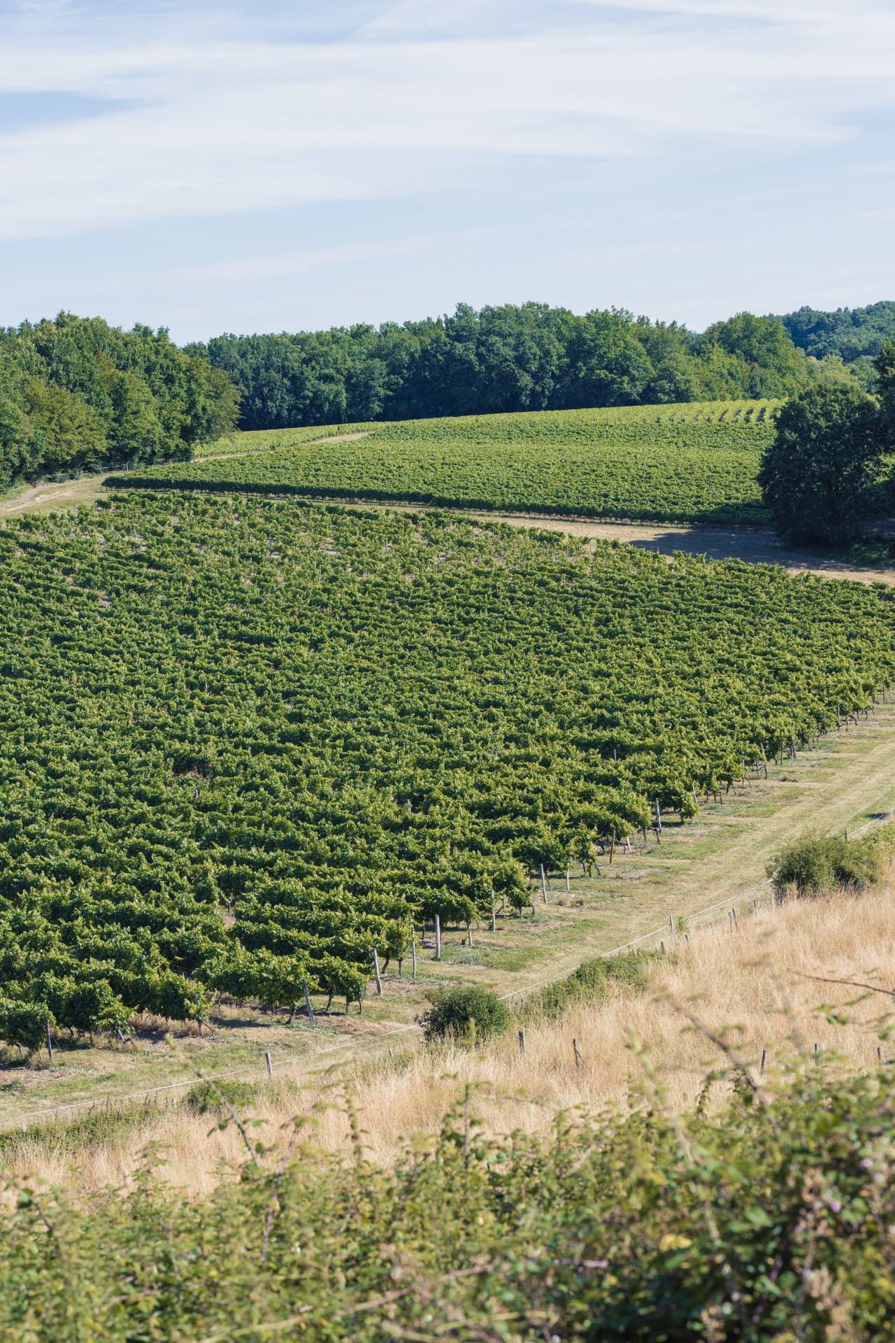 The vines in summer.